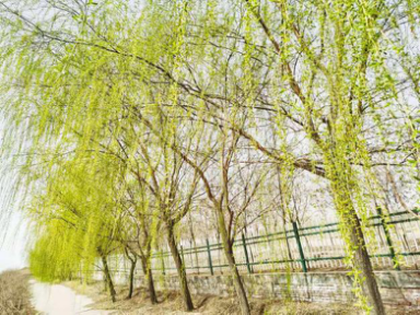 1617271942381921.png 39.png